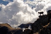 Monti Colombarolo (2309 m) e Ponteranica orientale (2378 m) da Ca’ San Marco il 27 ottobre 2016 - FOTOGALLERY